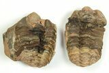 Lot: Fossil Calymene Trilobite Nodules - Pieces #230311-1